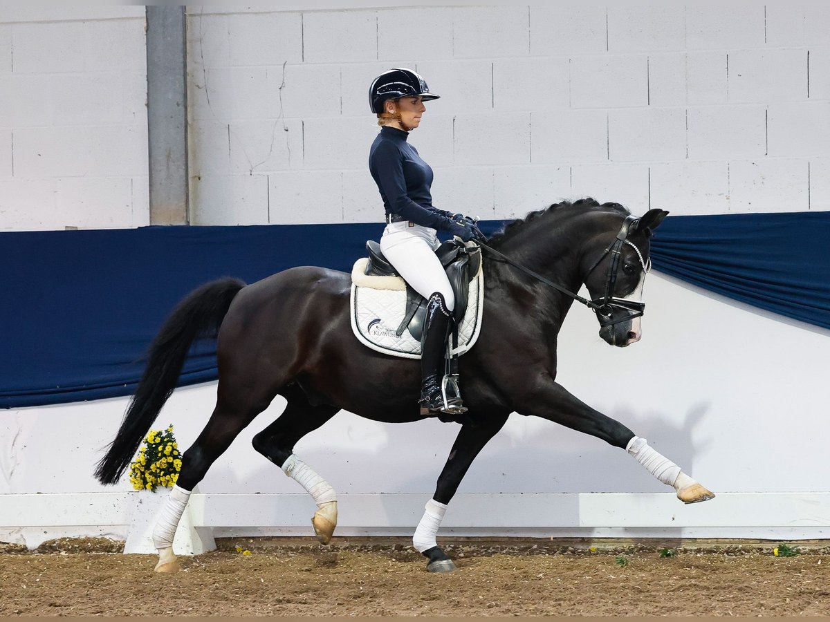 Deutsches Reitpony Wallach 15 Jahre 147 cm Schwarzbrauner in Marsberg