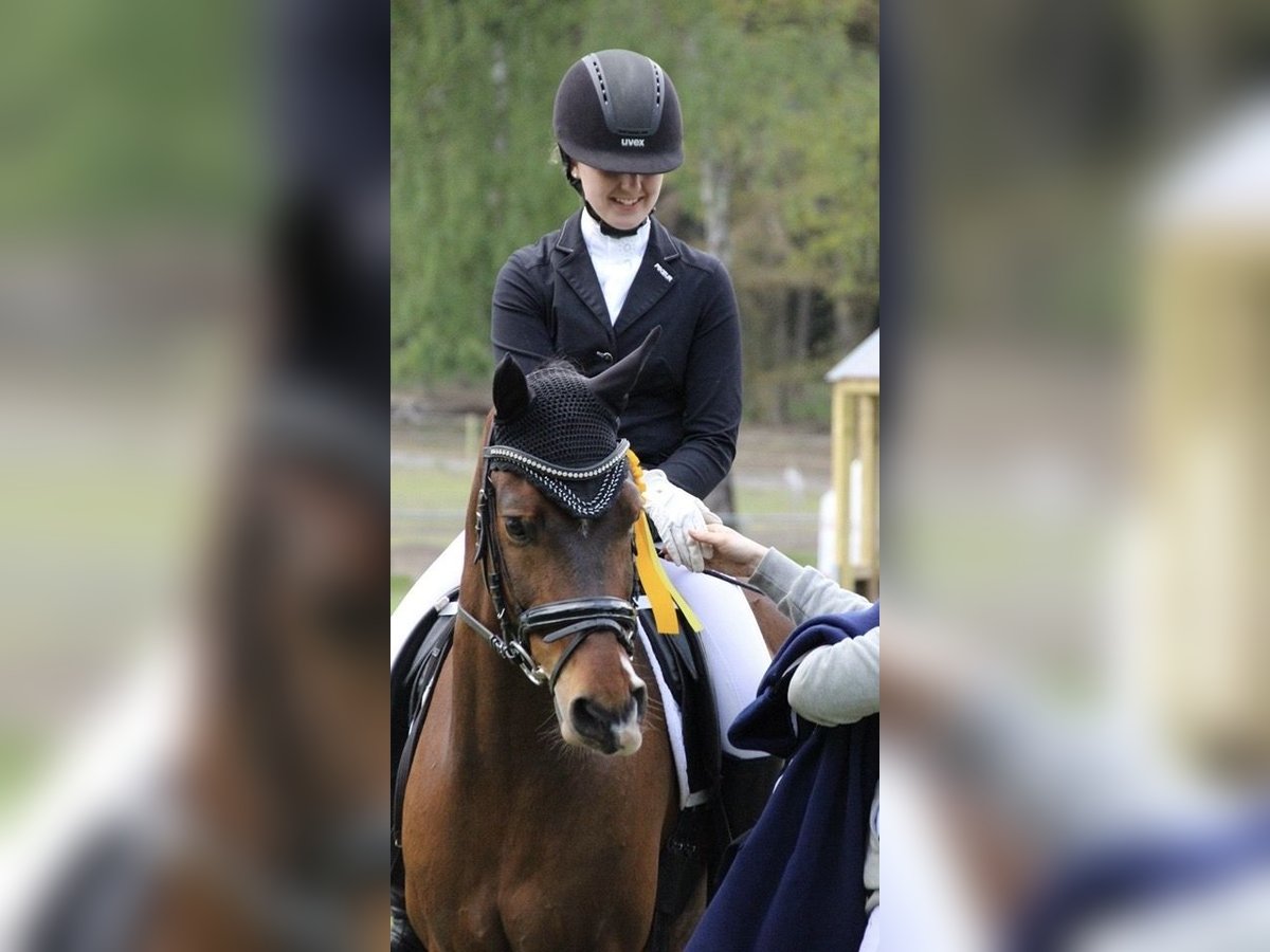 Deutsches Reitpony Wallach 15 Jahre 148 cm Brauner in Meppen