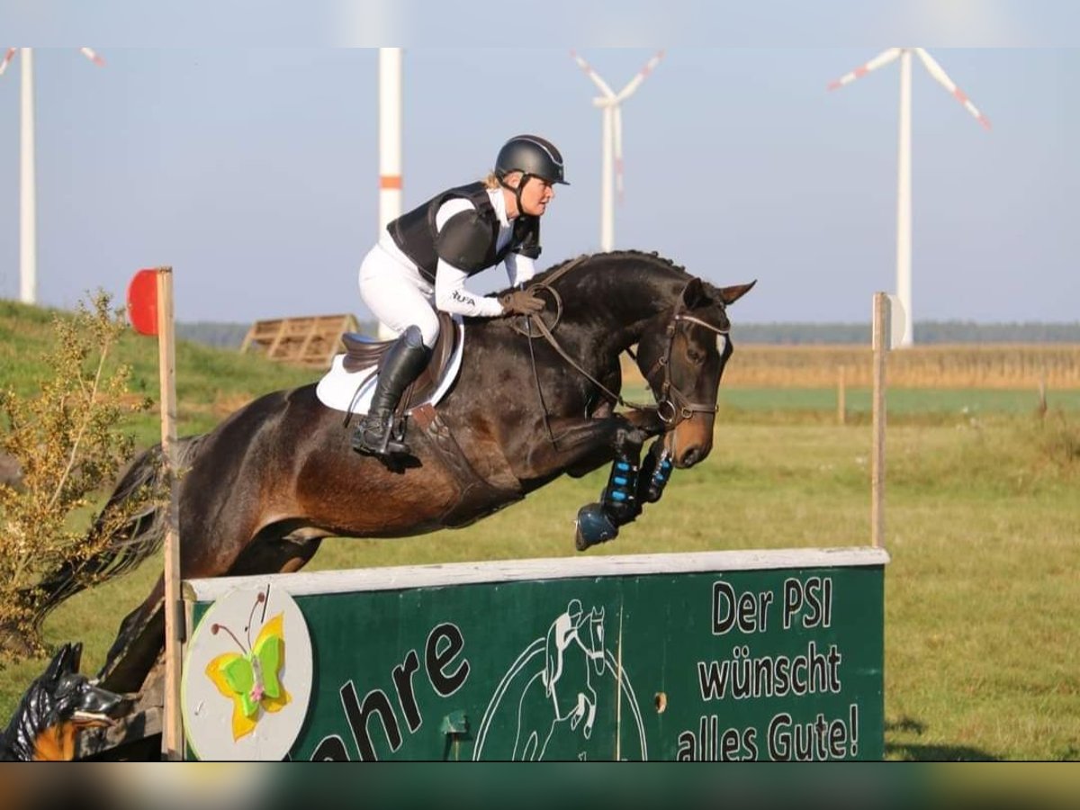 Deutsches Reitpony, Wallach in Lengenfeld