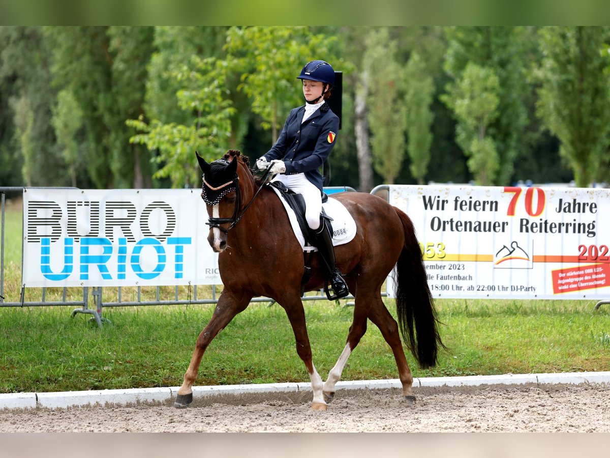 Deutsches Reitpony Wallach 15 Jahre 148 cm Dunkelfuchs in Kirchdorf