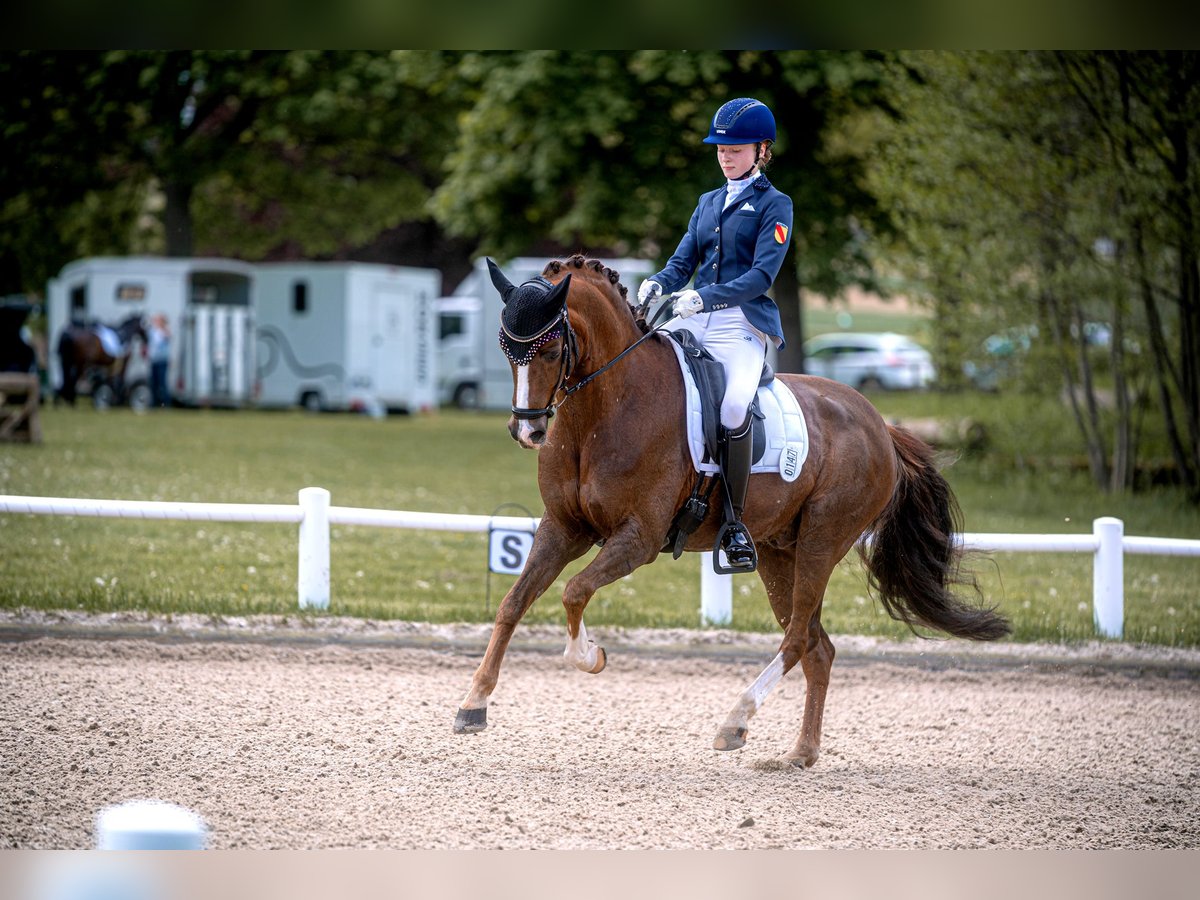 Deutsches Reitpony Wallach 15 Jahre 148 cm Dunkelfuchs in Pforzheim