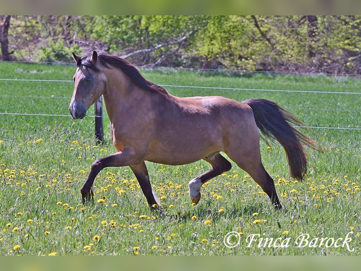 Deutsches Reitpony Wallach 15 Jahre 148 cm Falbe in Wiebelsheim