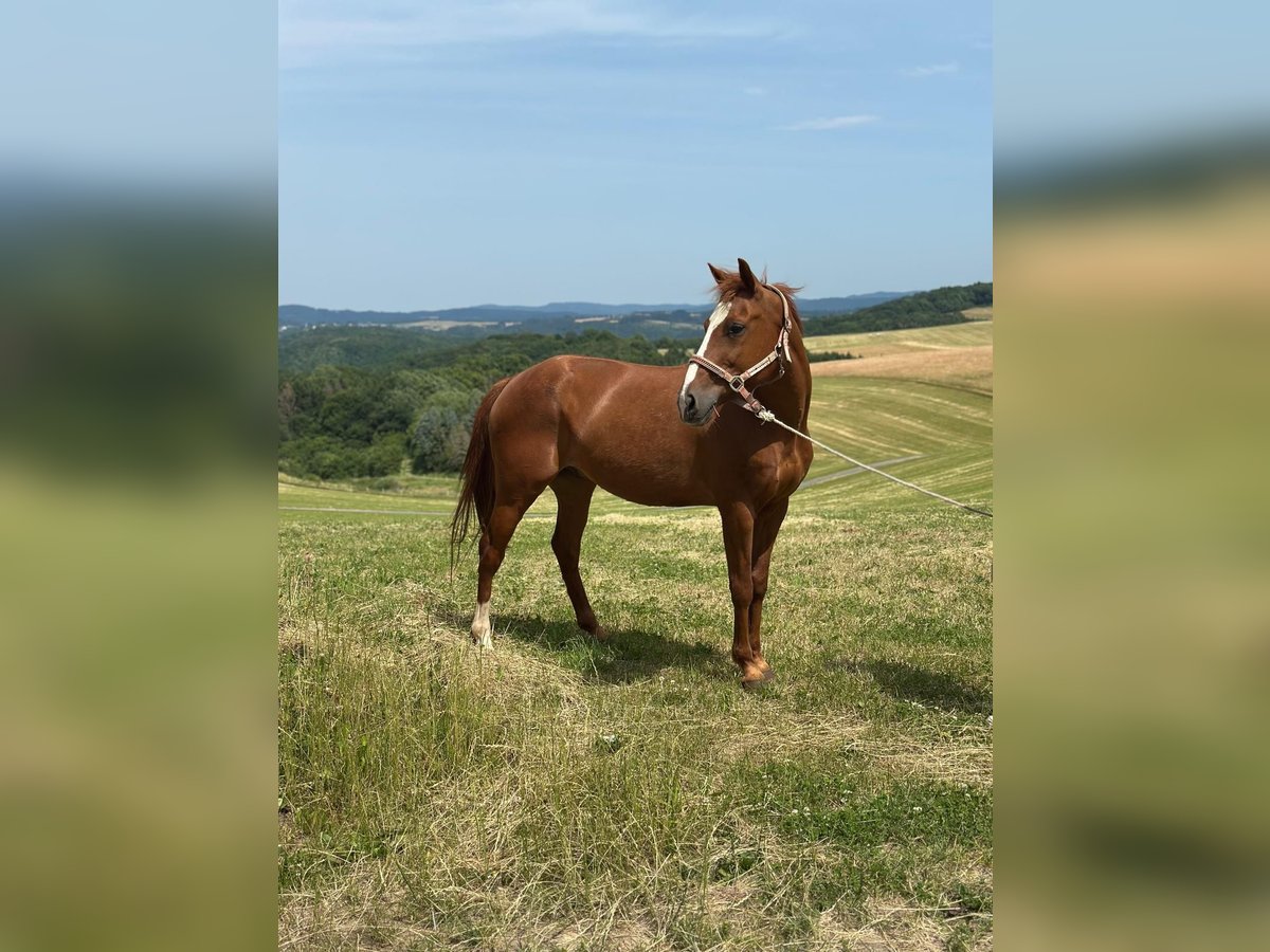 Deutsches Reitpony Wallach 15 Jahre 148 cm Fuchs in Mönchengladbach Deutsches Reitpony Wallach 15 Jahre 148 cm Fuchs in Mönchengladbach