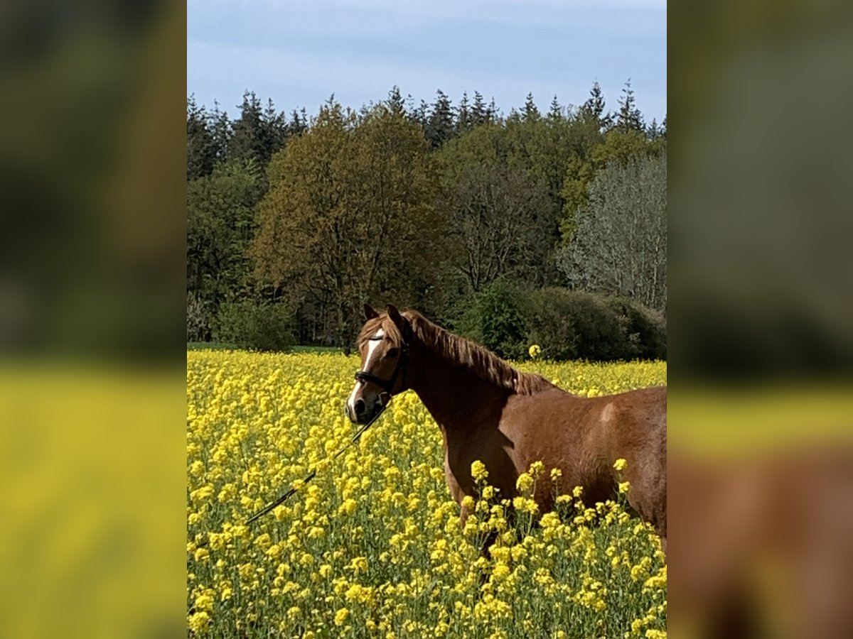 Deutsches Reitpony Wallach 15 Jahre 148 cm Fuchs in Warendorf