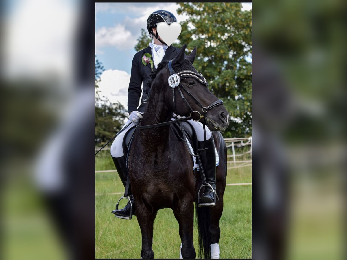 Deutsches Reitpony Wallach 15 Jahre 148 cm Rappe in Dortmund