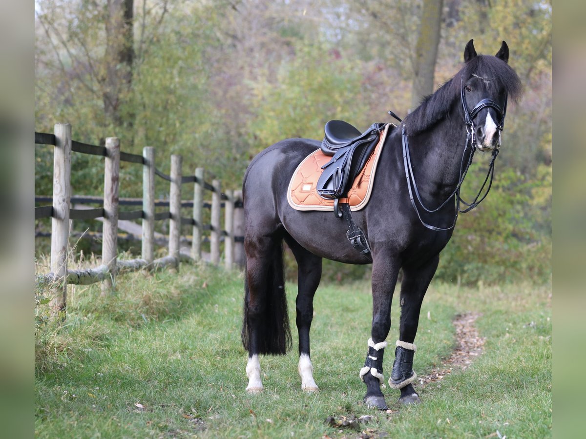 Deutsches Reitpony Wallach 15 Jahre 148 cm Rappe in Adelheidsdorf