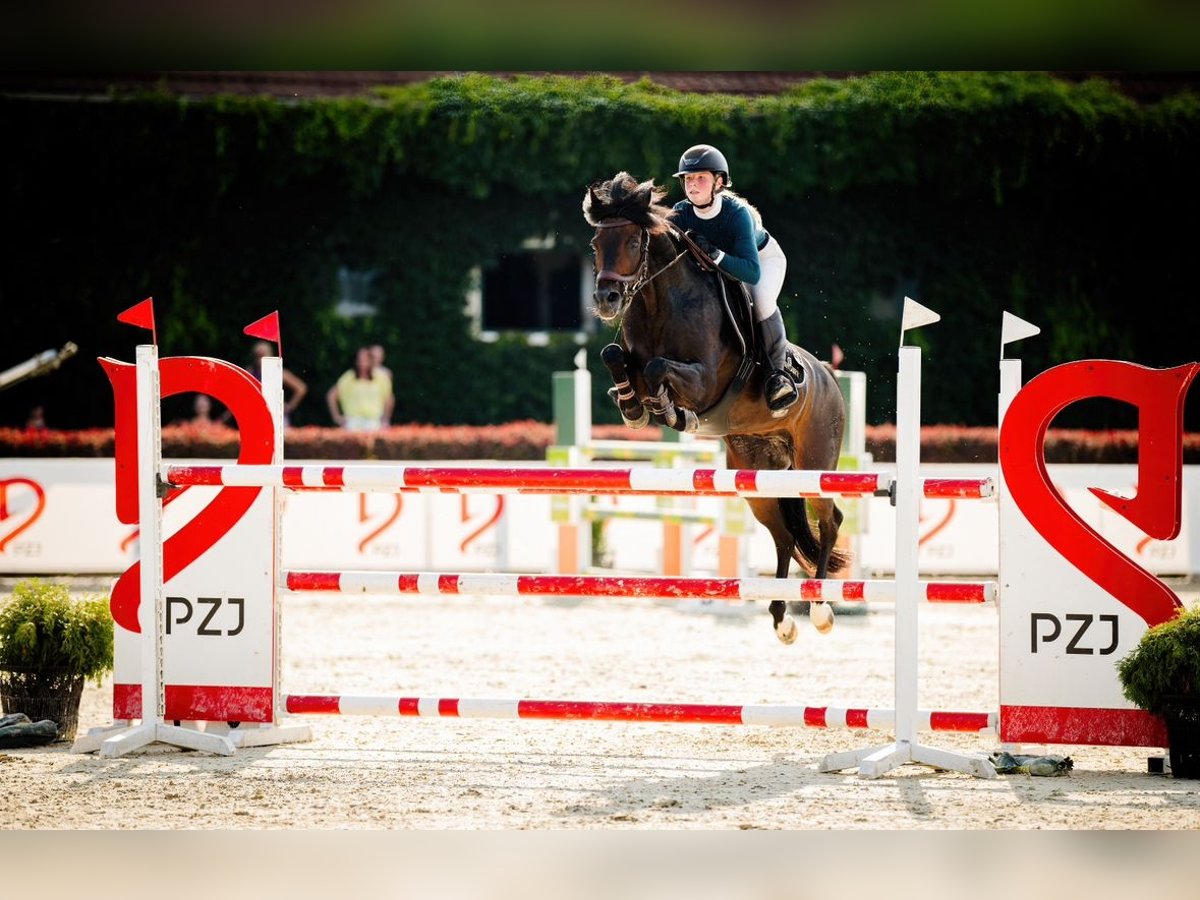 Deutsches Reitpony Wallach 15 Jahre 149 cm Schwarzbrauner in Strzelce Krajeńskie