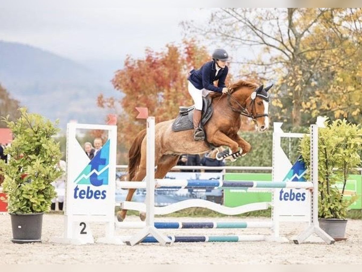 Deutsches Reitpony Wallach 15 Jahre 152 cm Fuchs in Bruchweiler-B&#xE4;renbach