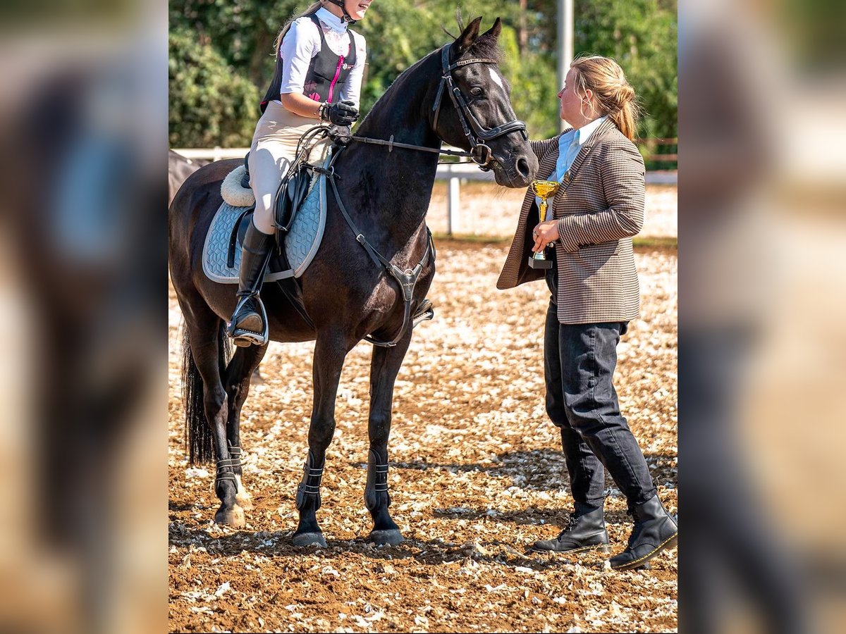 Deutsches Reitpony Wallach 16 Jahre 140 cm Schwarzbrauner in Poznań