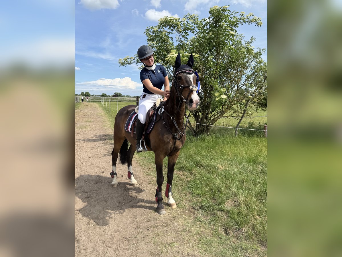 Deutsches Reitpony Wallach 16 Jahre 145 cm Brauner in Erkner