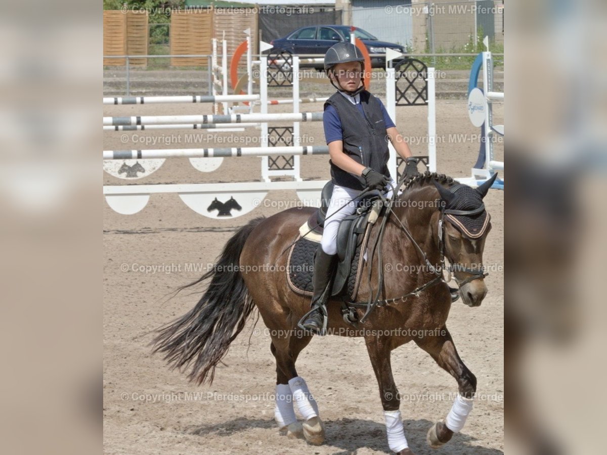 Deutsches Reitpony Wallach 16 Jahre 145 cm Falbe in Graben-Neudorf