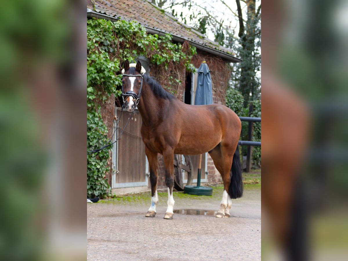 Deutsches Reitpony Wallach 16 Jahre 146 cm Brauner in Pulheim