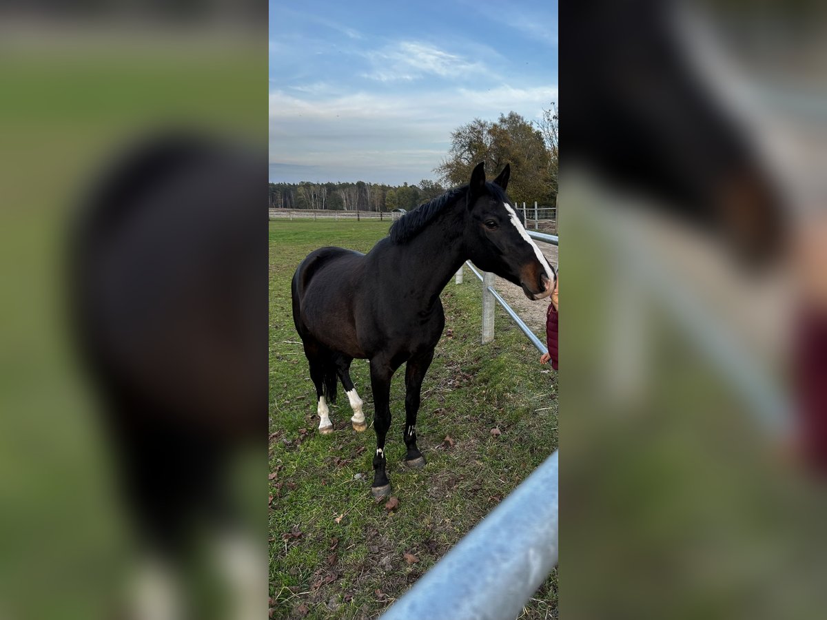 Deutsches Reitpony Wallach 16 Jahre 146 cm Rappe in Wittichenau