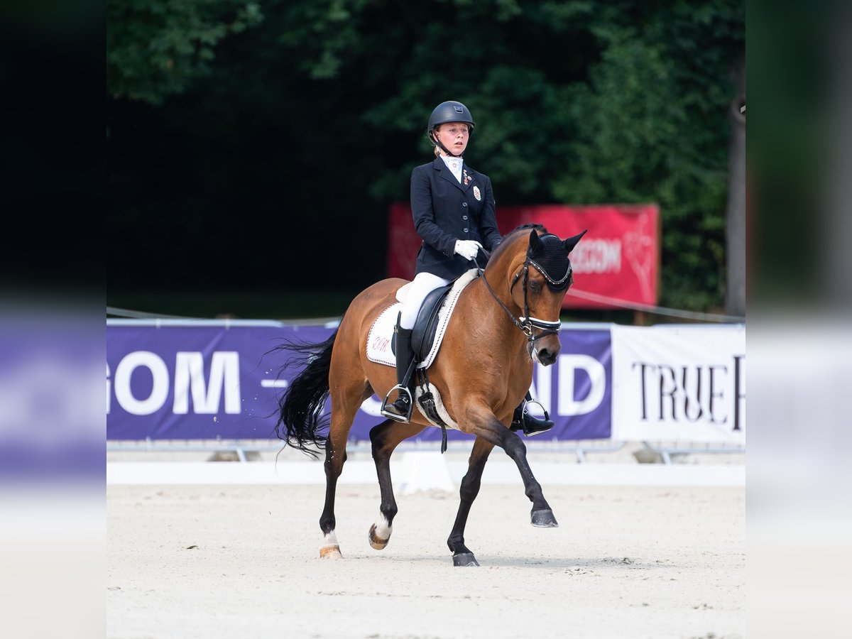 Deutsches Reitpony Wallach 16 Jahre 148 cm Brauner in Pilisjászfalu