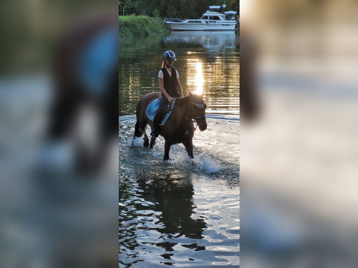 Deutsches Reitpony Wallach 16 Jahre 148 cm Brauner in Trebur