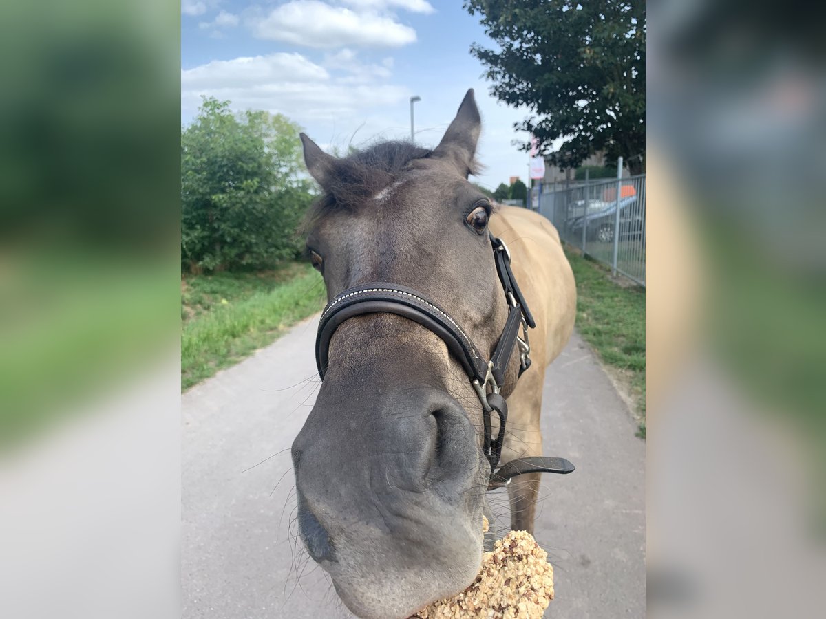 Deutsches Reitpony Wallach 16 Jahre 148 cm Falbe in Dallgow-Döberitz Deutsches Reitpony Wallach 16 Jahre 148 cm Falbe in Dallgow-Döberitz