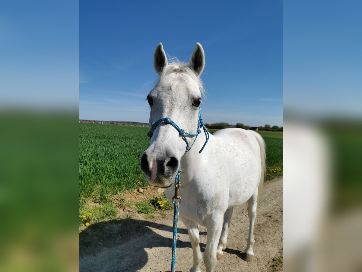 Deutsches Reitpony Wallach 16 Jahre 148 cm Fliegenschimmel in Dittelbrunn