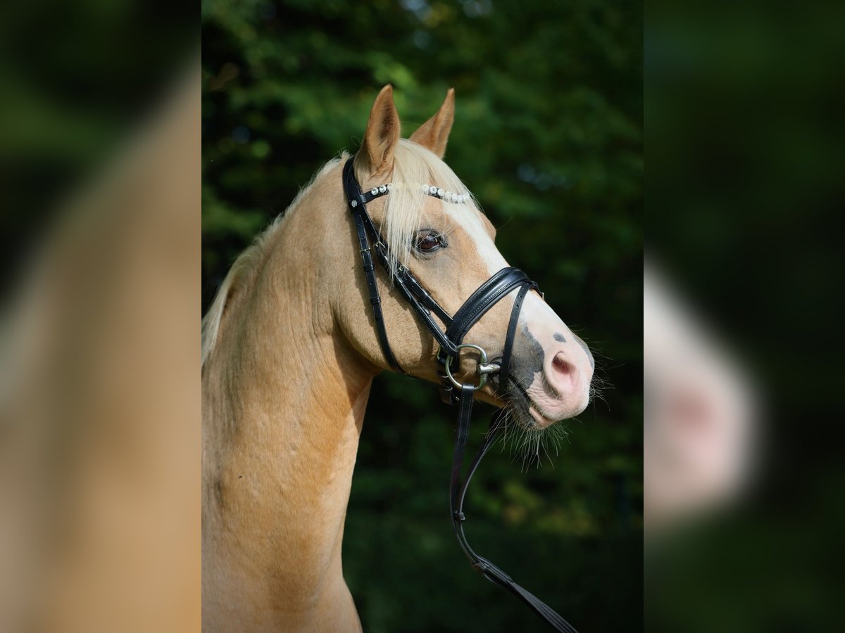 Deutsches Reitpony Wallach 16 Jahre 148 cm Palomino in Gilching