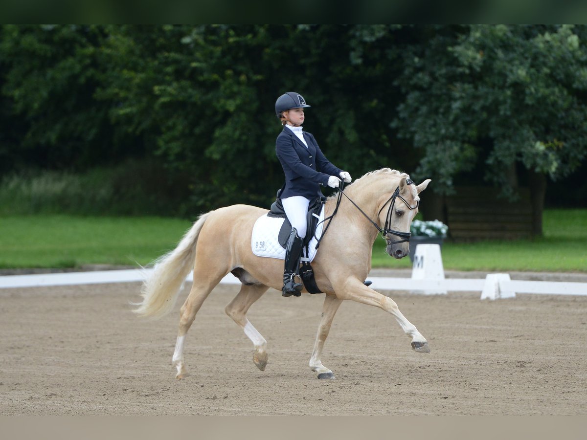 Deutsches Reitpony Wallach 16 Jahre 149 cm Palomino in Düsseldorf