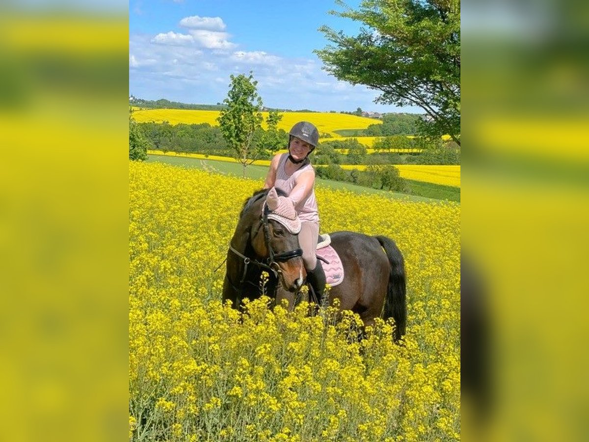 Deutsches Reitpony Wallach 16 Jahre 152 cm Dunkelbrauner in Wechselburg Deutsches Reitpony Wallach 16 Jahre 152 cm Dunkelbrauner in Wechselburg