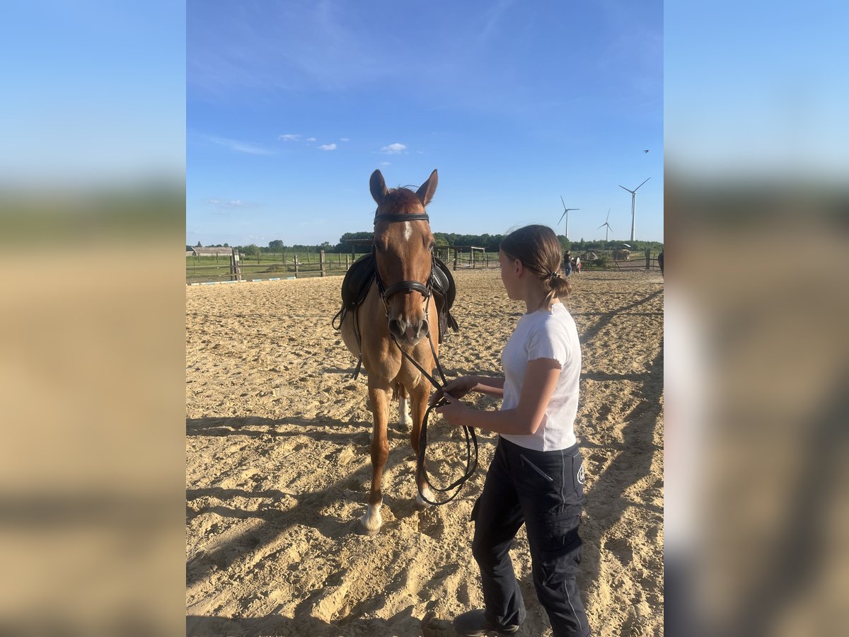 Deutsches Reitpony Wallach 16 Jahre 156 cm Fuchs in Uedem