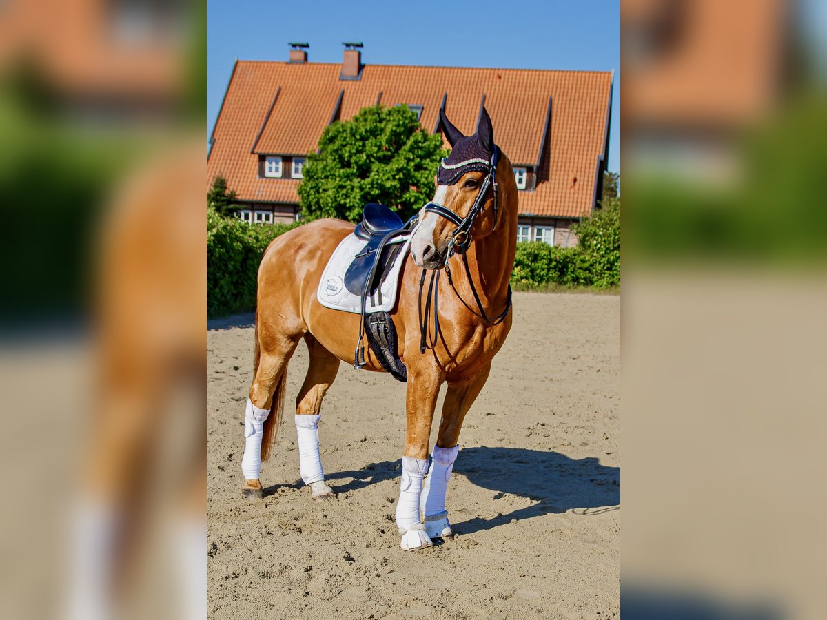 Deutsches Reitpony Wallach 16 Jahre 164 cm Fuchs in Burgwedel