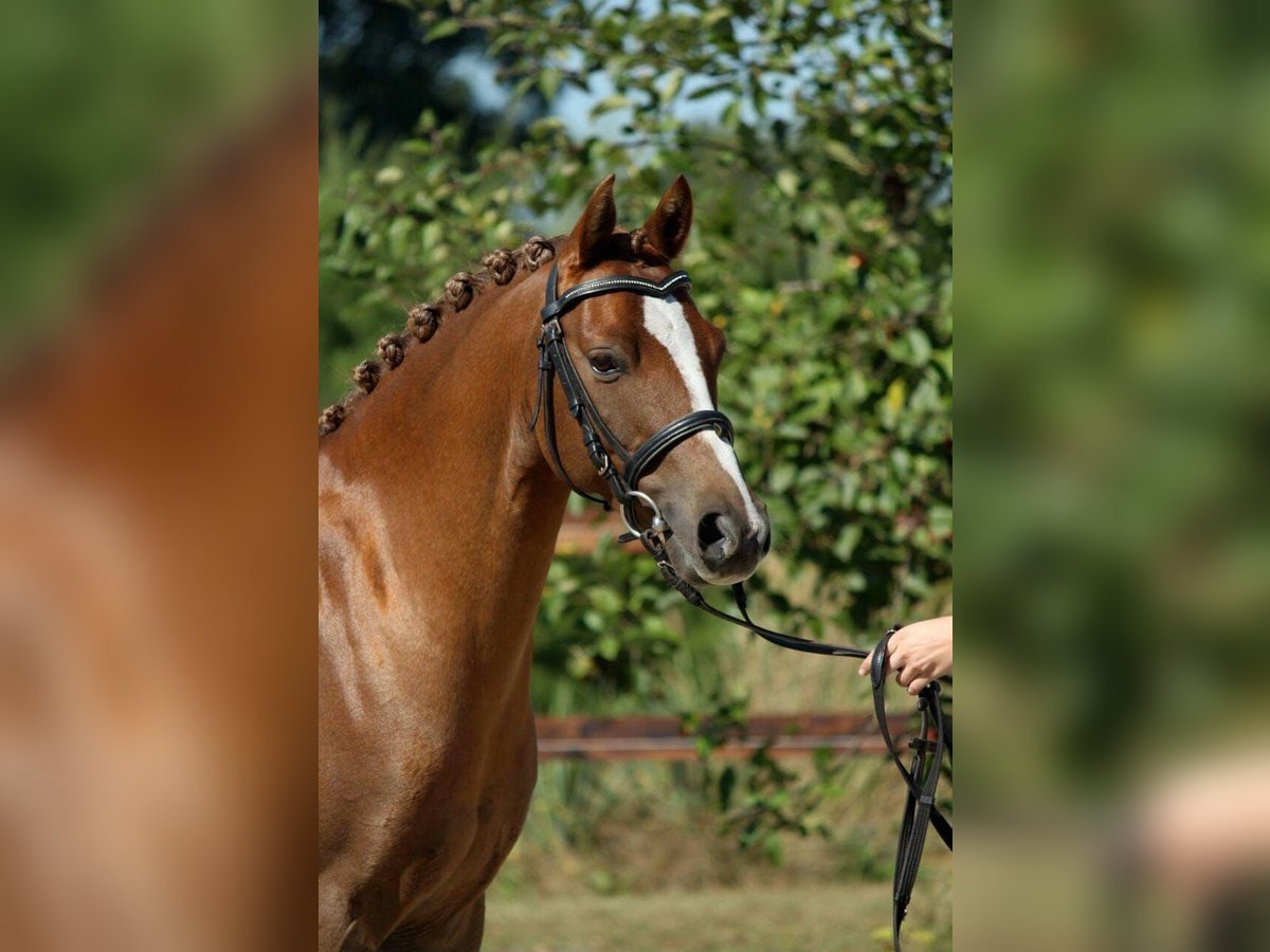 Deutsches Reitpony Wallach 17 Jahre 133 cm Fuchs in Arnstorf