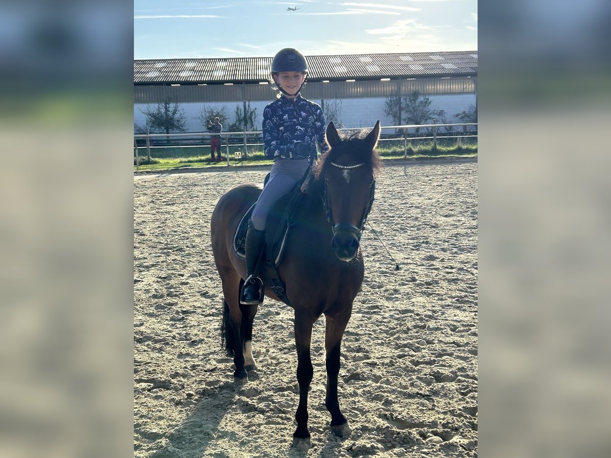 Deutsches Reitpony Wallach 17 Jahre 138 cm Brauner in Hochheim am Main