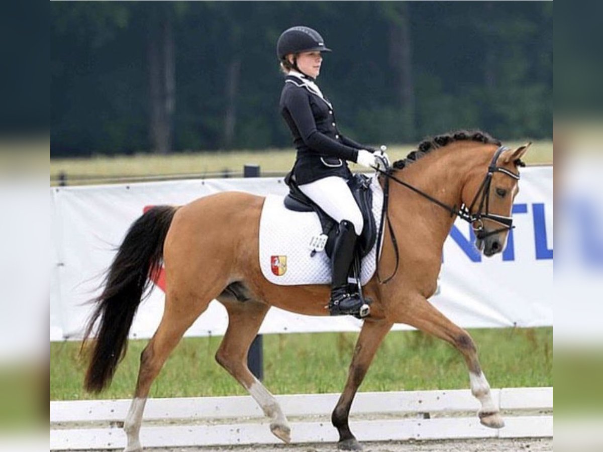Deutsches Reitpony Wallach 17 Jahre 143 cm Falbe in Jever