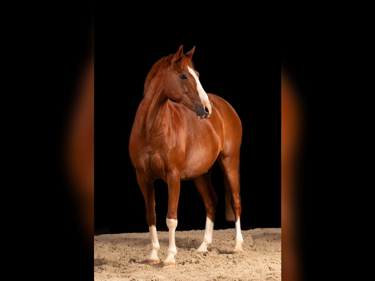 Deutsches Reitpony Wallach 17 Jahre 146 cm Fuchs in Langenfeld