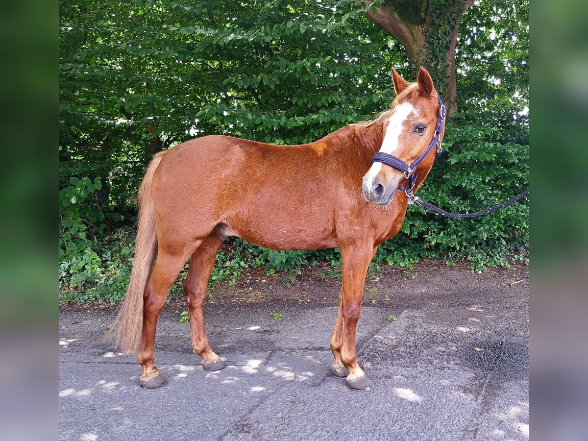 Deutsches Reitpony Wallach 17 Jahre 146 cm Fuchs in Bottrop