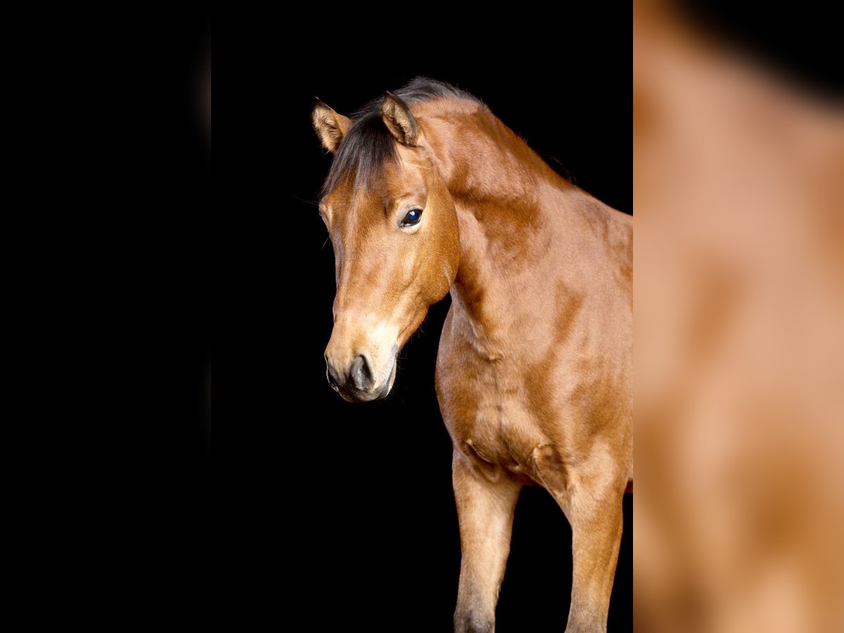 Deutsches Reitpony Wallach 17 Jahre 148 cm Brauner in Dortmund