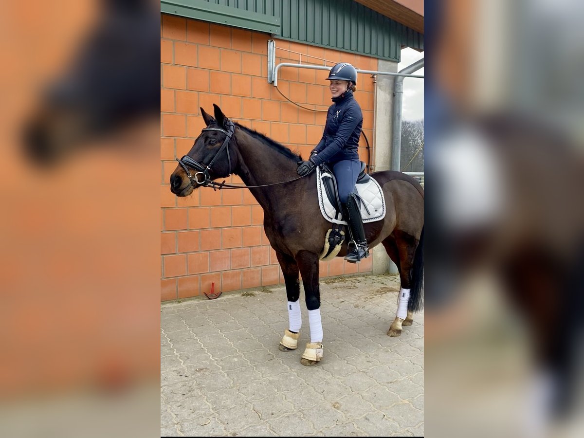 Deutsches Reitpony Wallach 17 Jahre 148 cm Dunkelbrauner in Hammah