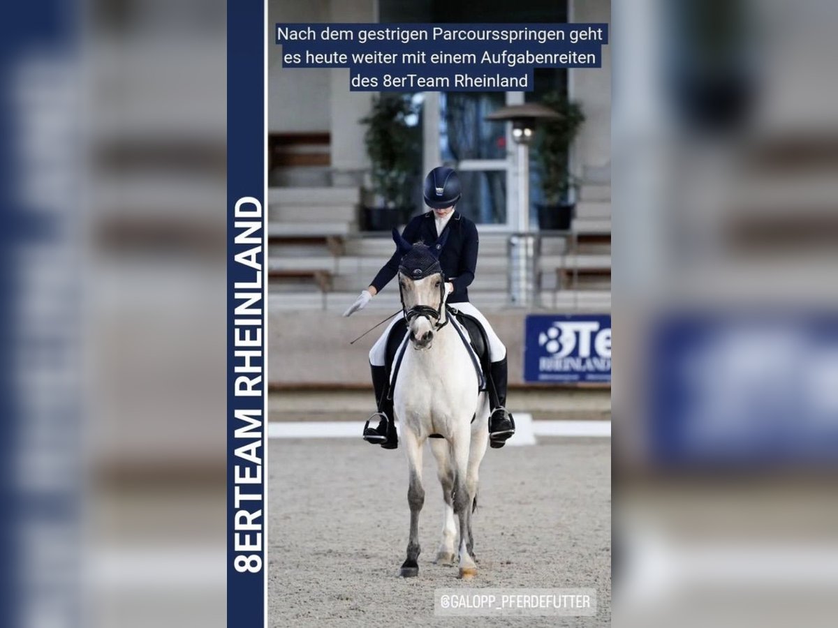 Deutsches Reitpony Wallach 17 Jahre 148 cm Palomino in Swisttal