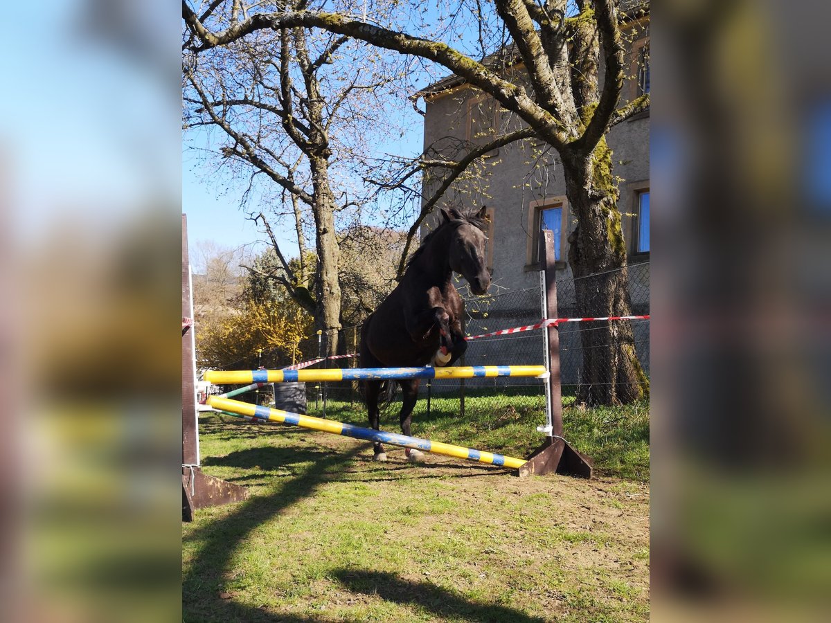 Deutsches Reitpony Mix Wallach 17 Jahre 148 cm Rappe in Brand-Erbisdorf