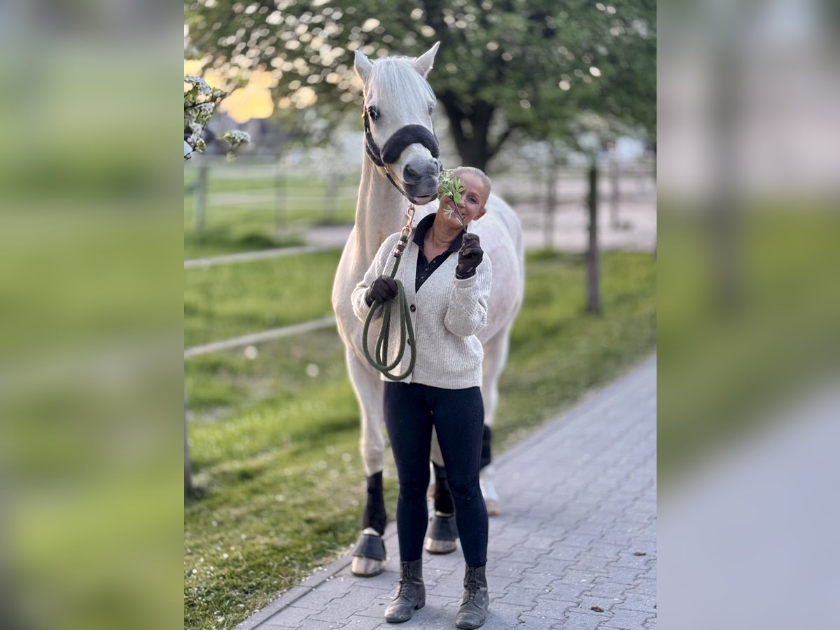 Deutsches Reitpony Wallach 17 Jahre Palomino in Düsseldorf