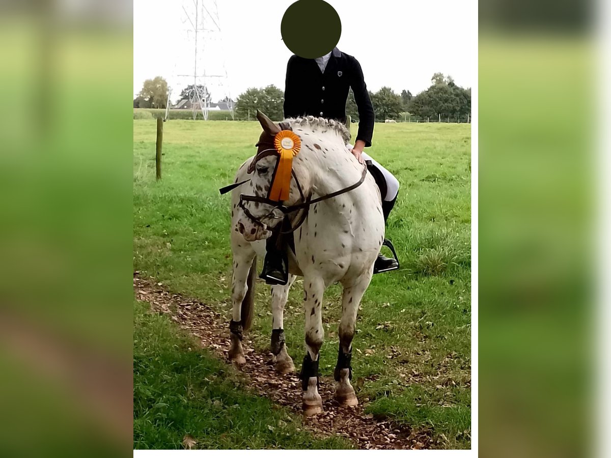 Deutsches Reitpony Mix Wallach 18 Jahre 127 cm Tigerschecke in Londerzeel