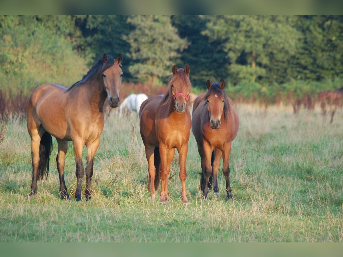 Deutsches Reitpony Mix Wallach 18 Jahre 140 cm Fuchs in Metelen