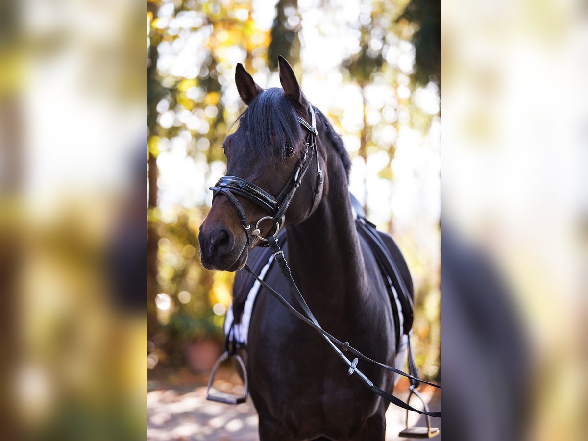 Deutsches Reitpony Wallach 18 Jahre 148 cm Brauner in G&#xF6;ttingen