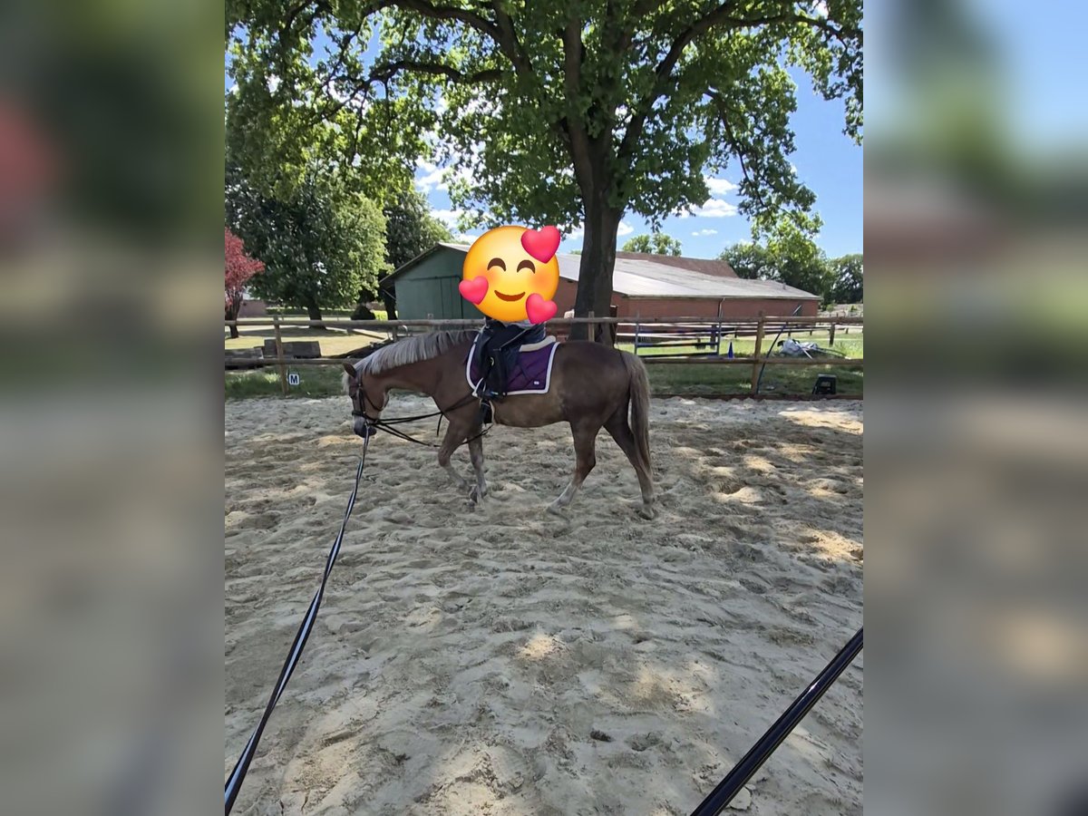 Deutsches Reitpony Wallach 18 Jahre 148 cm Dunkelfuchs in Zeven