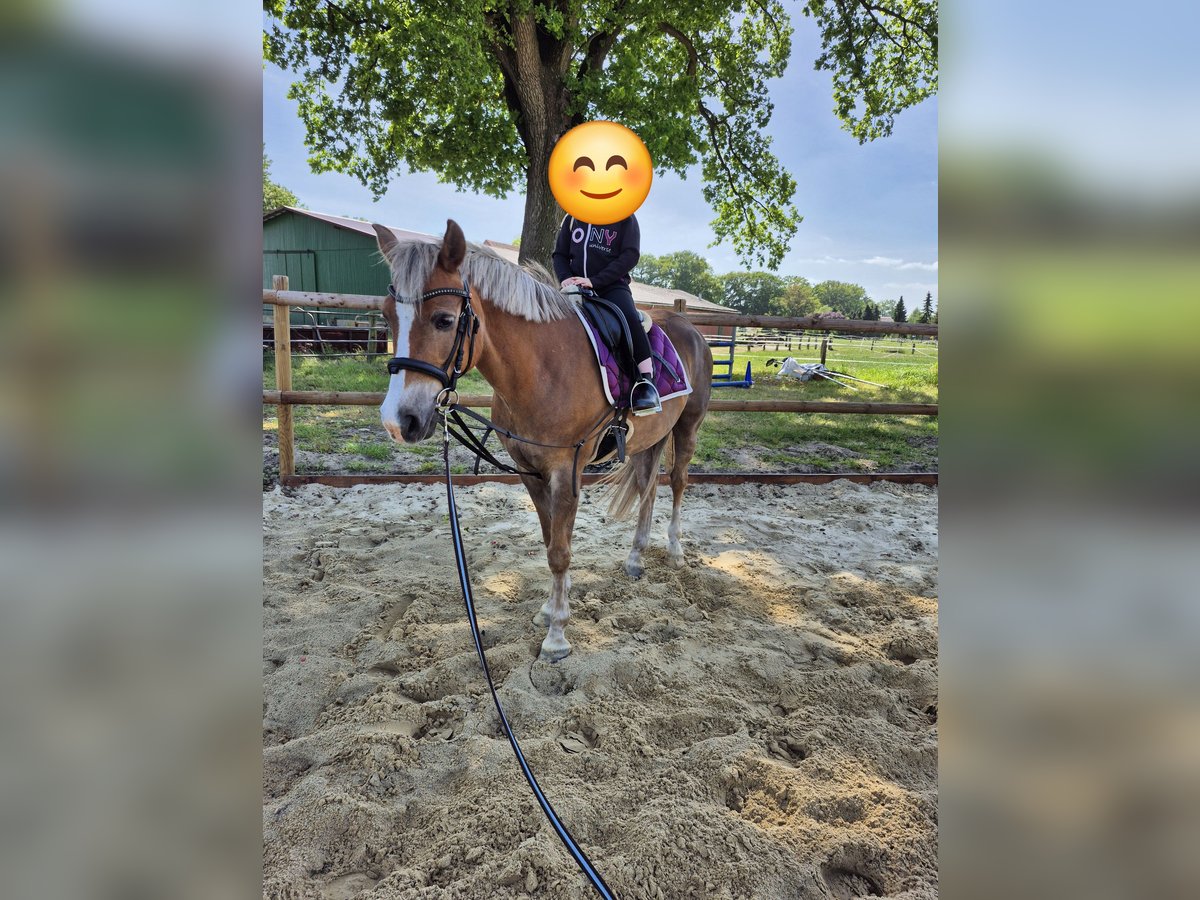 Deutsches Reitpony Wallach 18 Jahre 148 cm Dunkelfuchs in Zeven