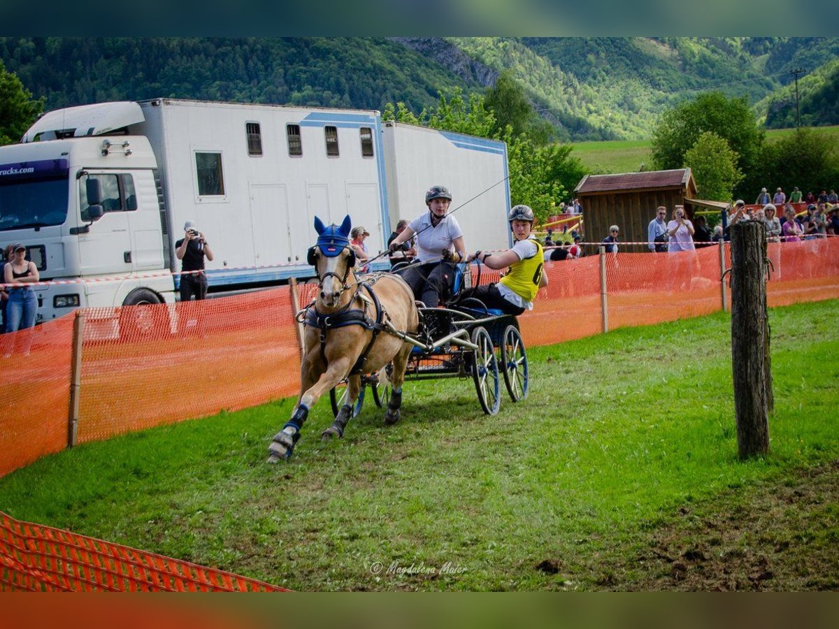Deutsches Reitpony Wallach 18 Jahre 148 cm Palomino in Kematen an der Ybbs