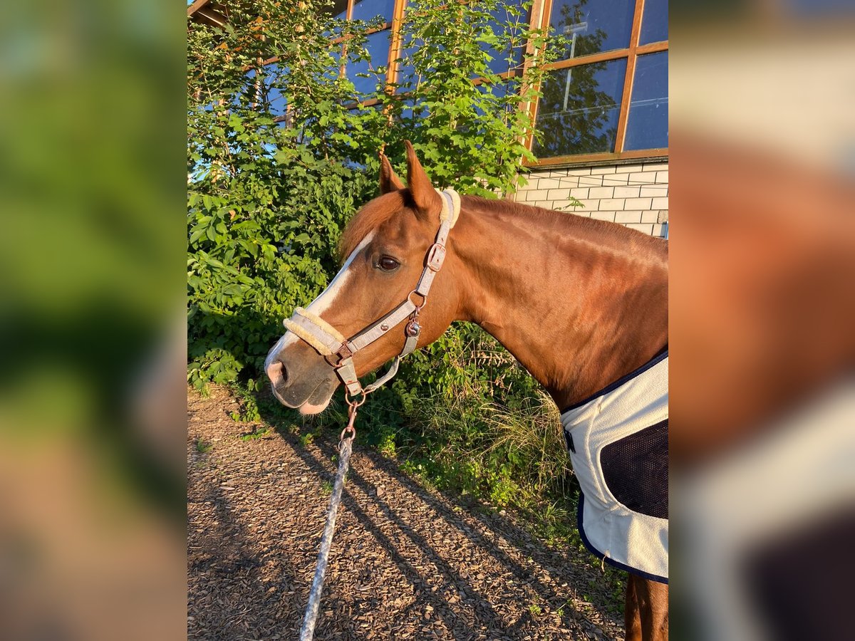 Deutsches Reitpony Wallach 18 Jahre 153 cm Fuchs in Fr&#xF6;ndenberg