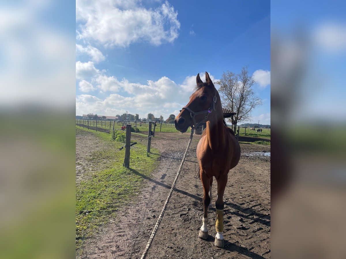 Deutsches Reitpony Wallach 18 Jahre 155 cm Brauner in Bad Wurzach Deutsches Reitpony Wallach 18 Jahre 155 cm Brauner in Bad Wurzach