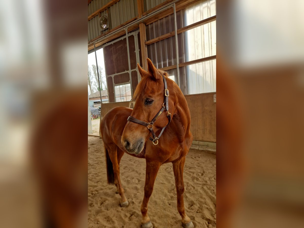 Deutsches Reitpony Wallach 18 Jahre in Hamburg Deutsches Reitpony Wallach 18 Jahre in Hamburg