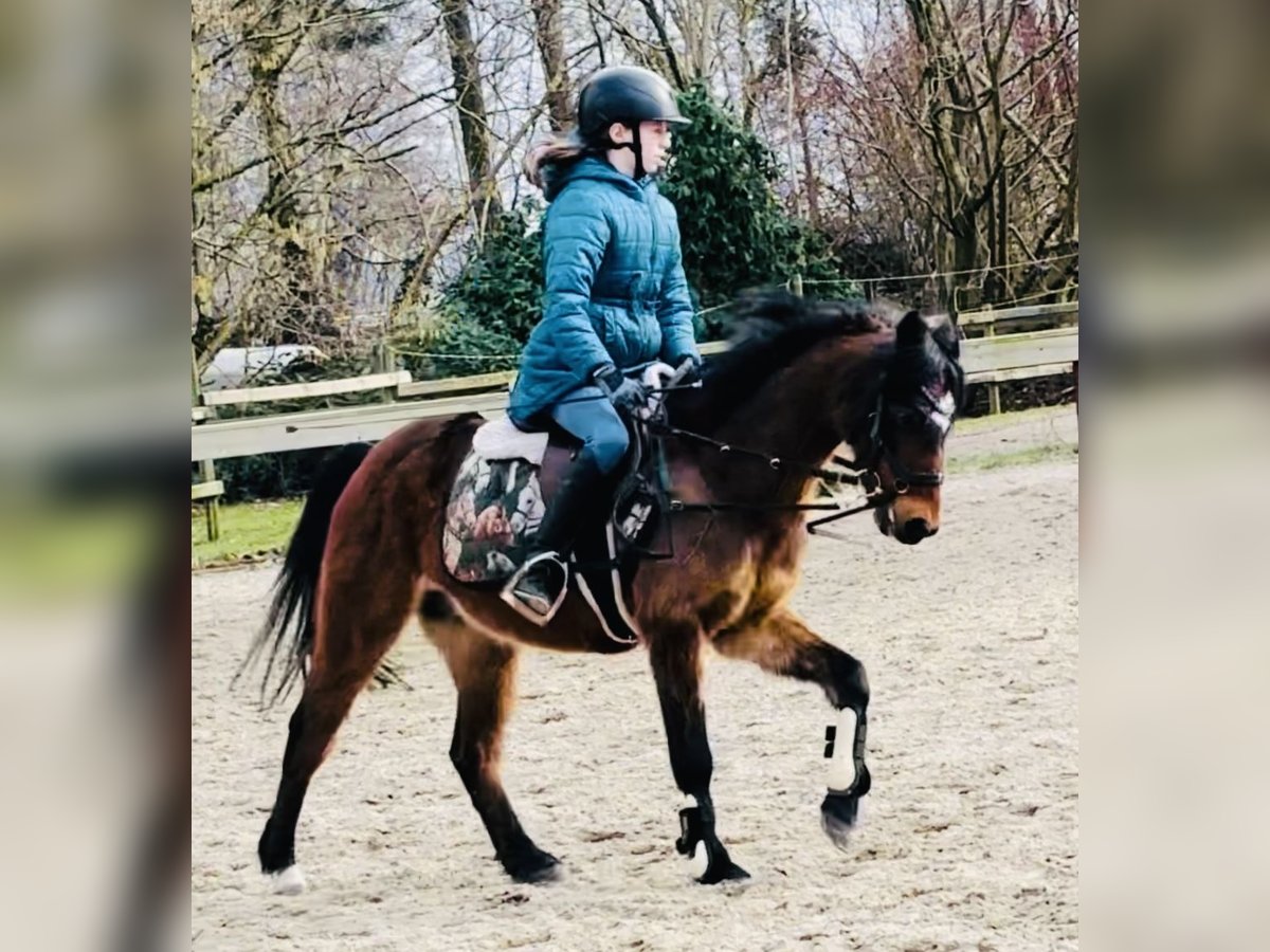 Deutsches Reitpony Wallach 19 Jahre 132 cm Dunkelfuchs in Sottrum