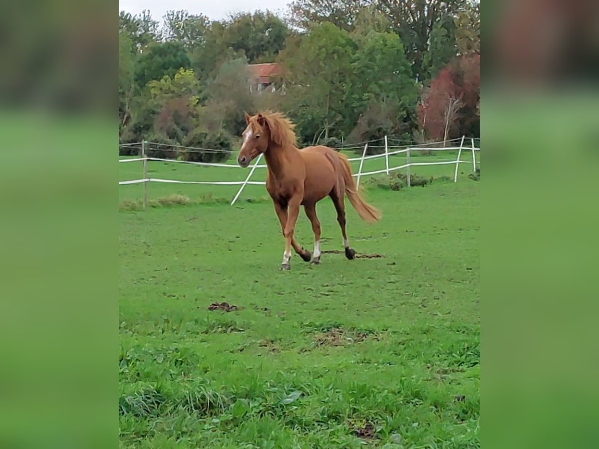 Deutsches Reitpony Wallach 19 Jahre 144 cm Fuchs in Tetenbüll