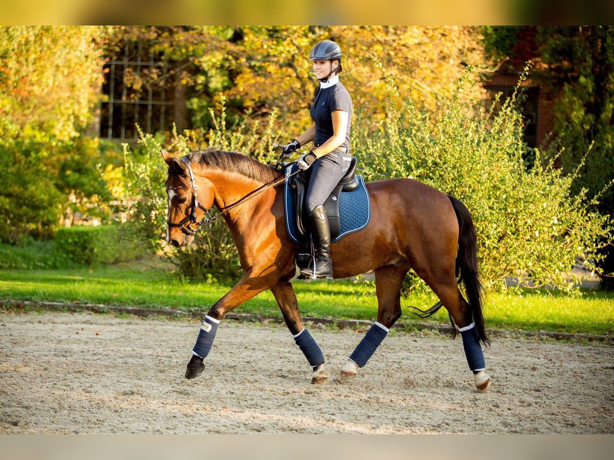 Deutsches Reitpony Wallach 19 Jahre 146 cm Brauner in Düsseldorf