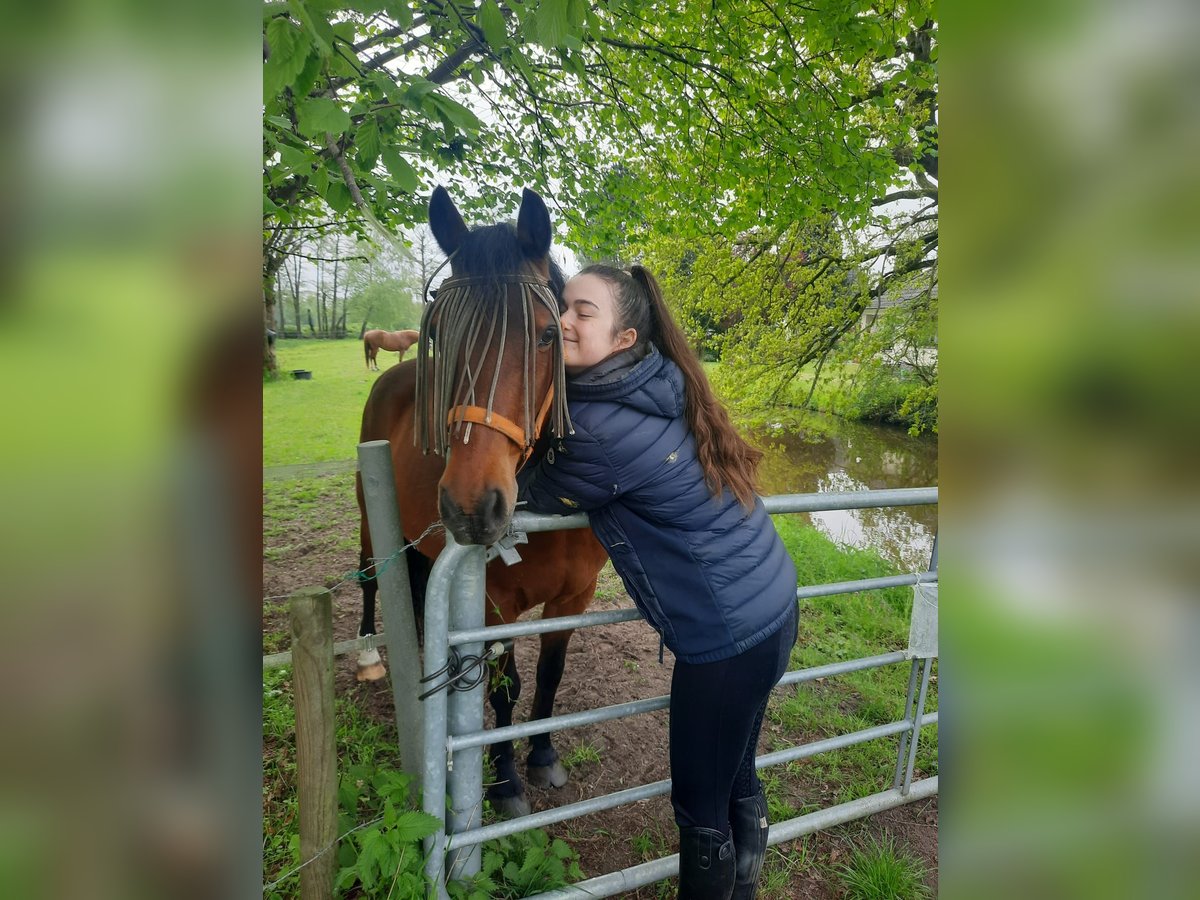 Deutsches Reitpony Wallach 19 Jahre 146 cm Dunkelfuchs in Vierh&#xF6;fen