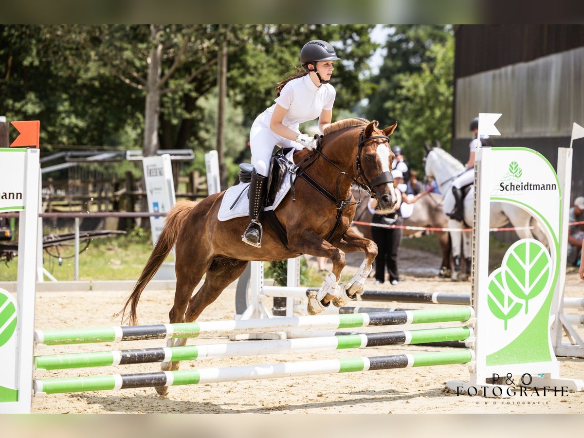 Deutsches Reitpony Wallach 19 Jahre 147 cm Dunkelfuchs in Bottrop